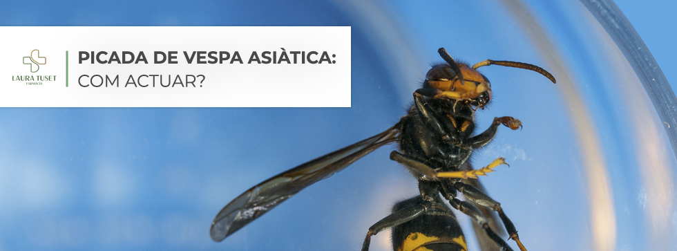 La picada de vespa asiàtica: com actuar?